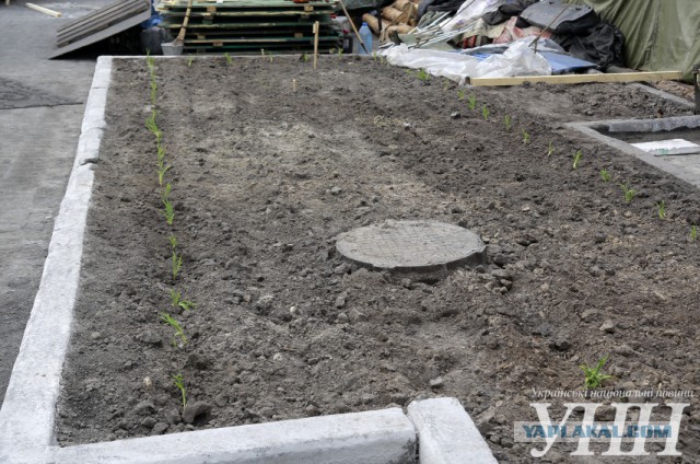На Майдане посадили огород и строят свинарник.