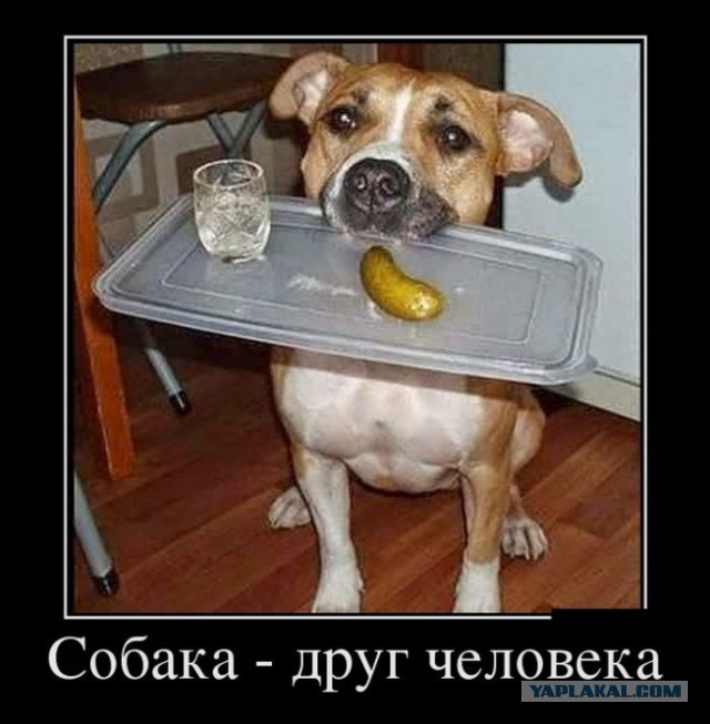 Как отличить лайку от хаски?