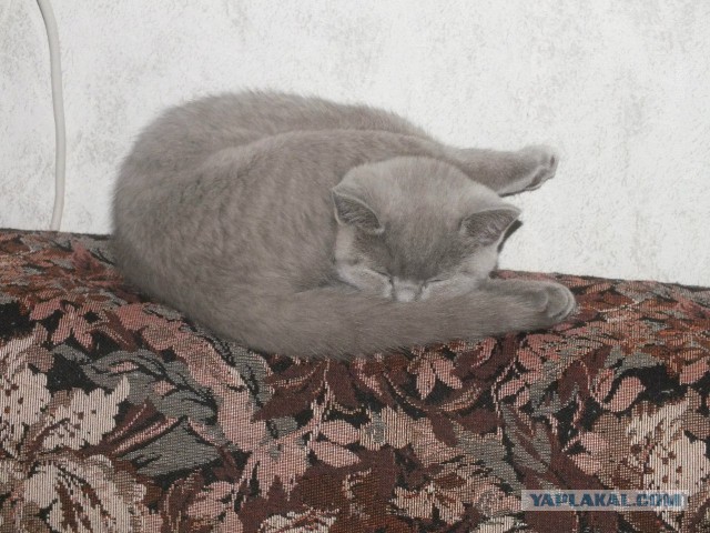 Спииишь,сссобака?