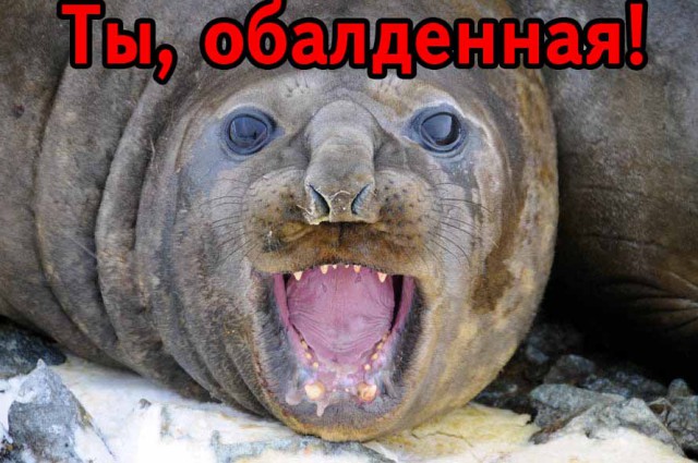 Радости то сколько!))