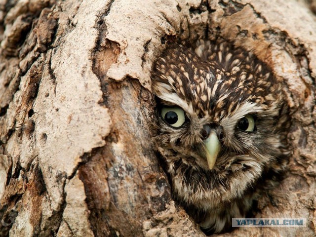 Лучшие фотографии National Geographic