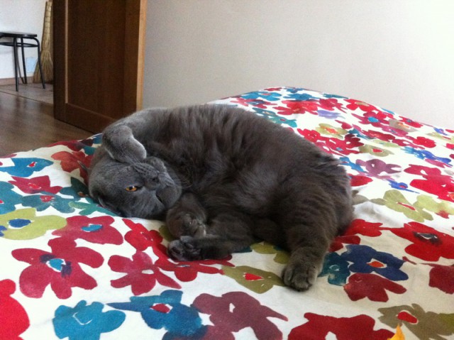 Котовторник 7.10.2014