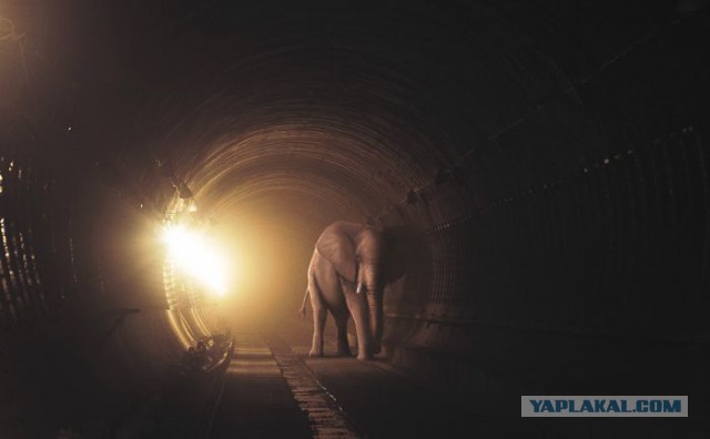 Весёлые картинки