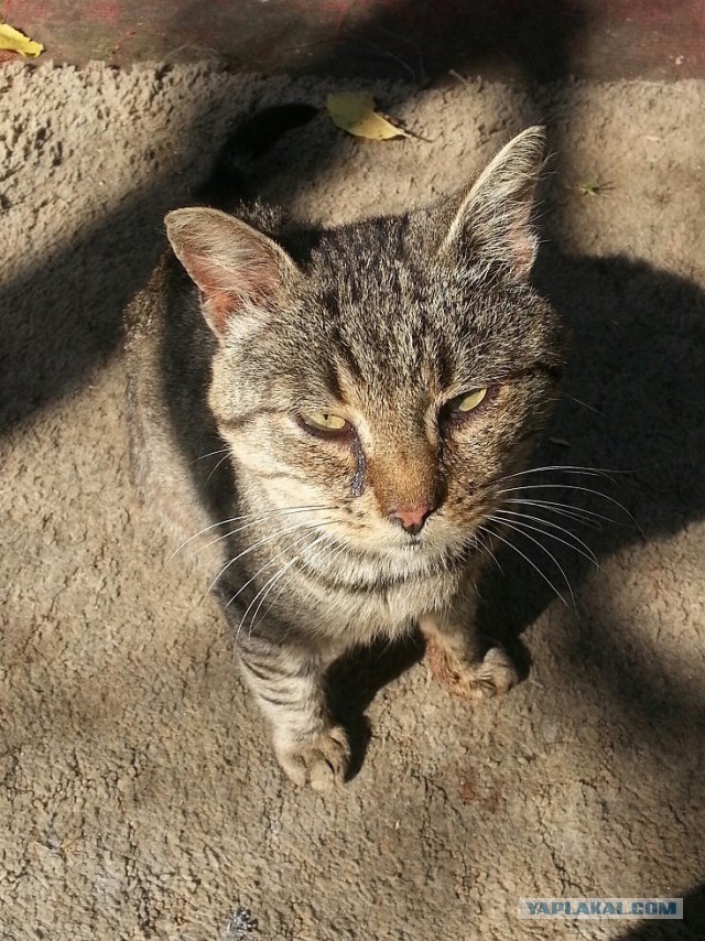 Котовторник 2.12.14