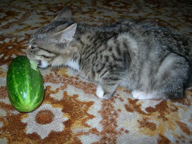 Котэ, которых застали врасплох