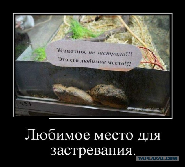 Просто картинки