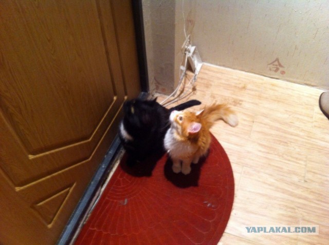 Котовторник 24.03.2015