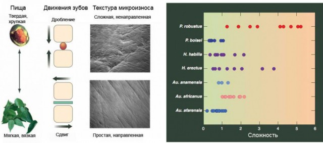 Палеодиета, как она есть