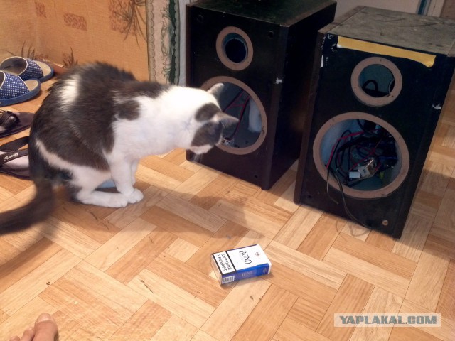 Котовторник 29-09-2015,