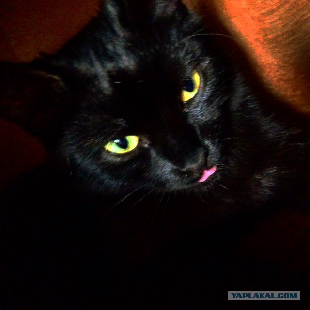 Котовторник  10.11.2015