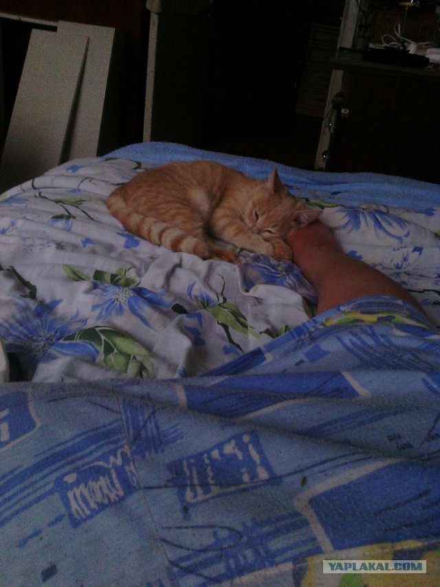 Котовторник 01.12.2015