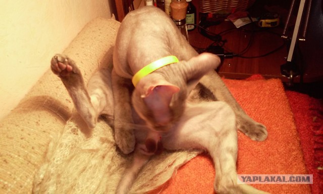 Котовторник