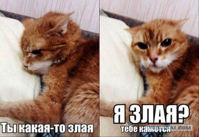 Женская логика. Мифы и реальность.