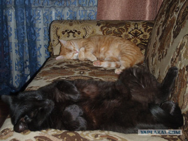 Рыжий друг. пригрел котофея