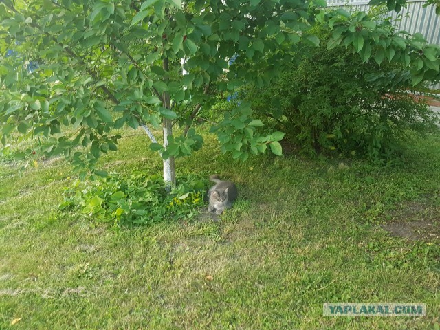 Котовторник 26.07 2016