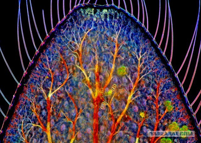Микрофотографии Nikon Small World 2016