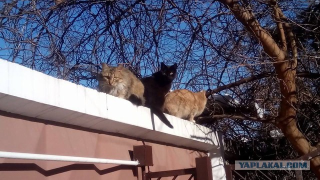 Котовторник 06.12.2016