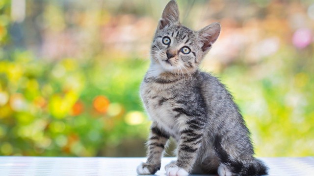 Коты из сети