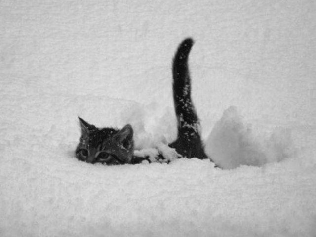 Коты из сети