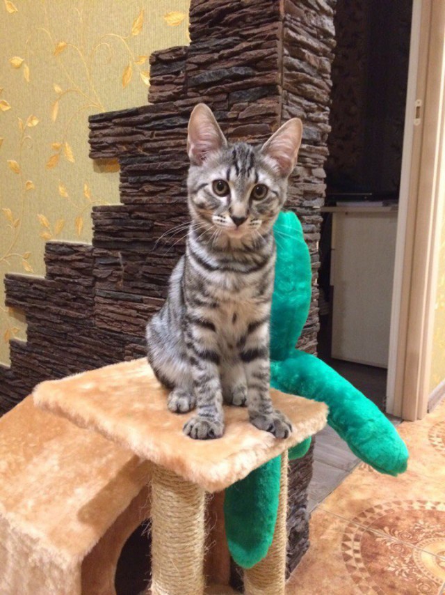 Коты из сети