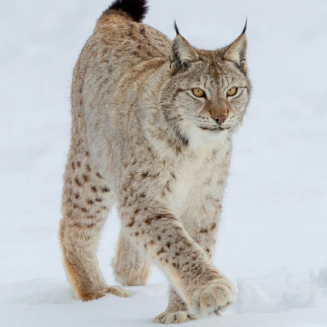 Самые смешные животные