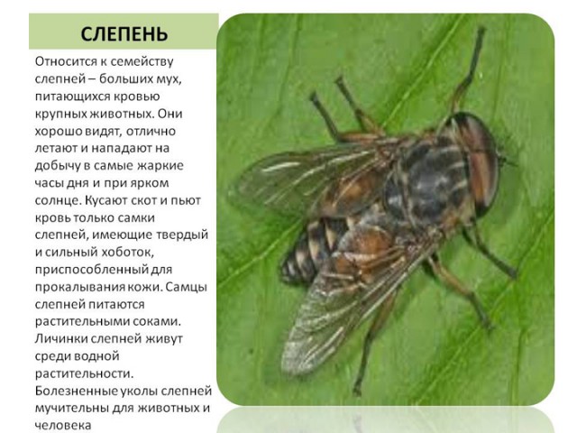Смертельно опасная фауна России