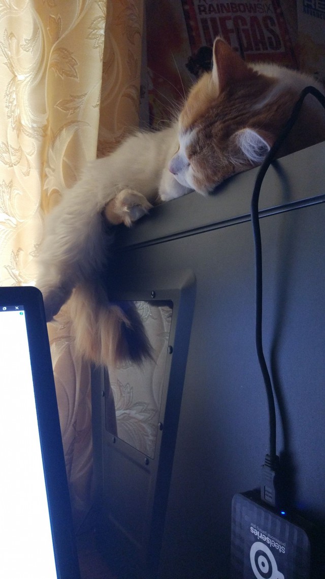 Котовторник