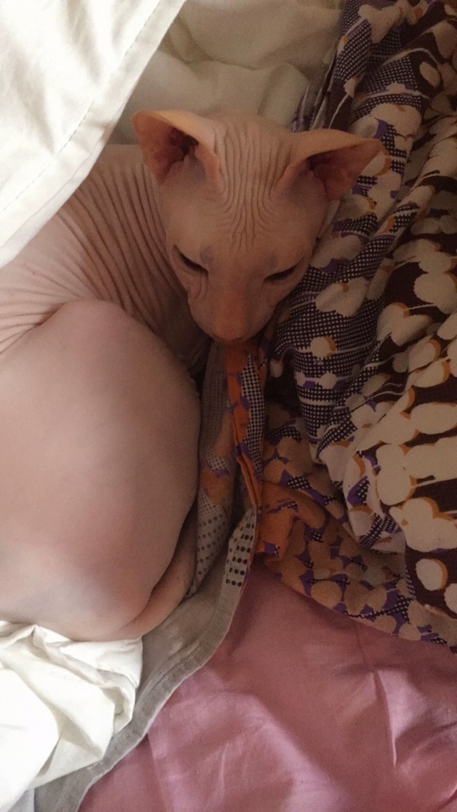 Котовторник 31.10.2017