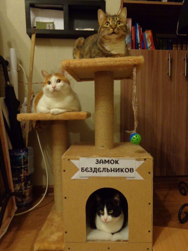 Коты и Кошки