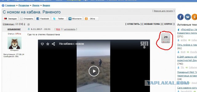 С ножом на кабана. Раненого