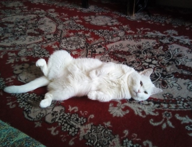 Кошачий ангел