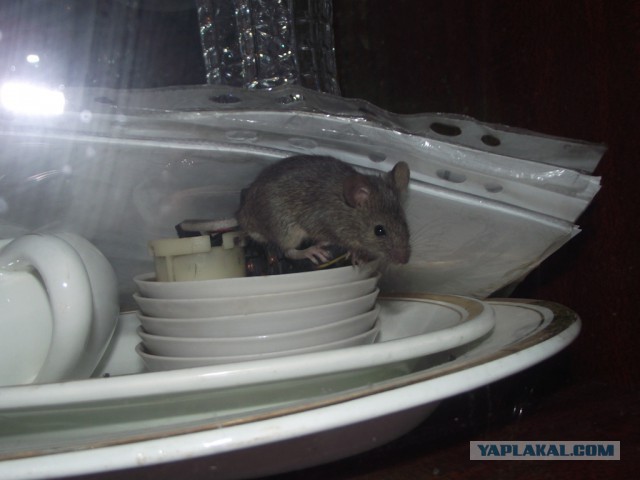 Просто Природа