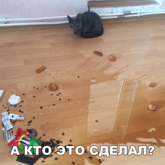 Фотобомбы котов