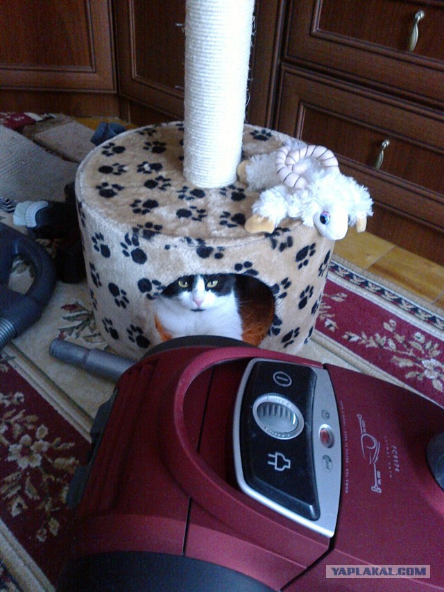 Котовторник 20.03.2018