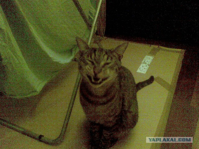Котовторник ждали? А вот и он!