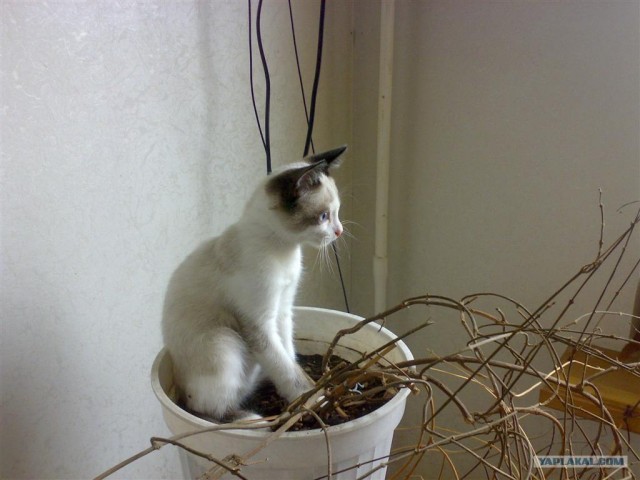 Ура, котовторник! (01.07.2008)