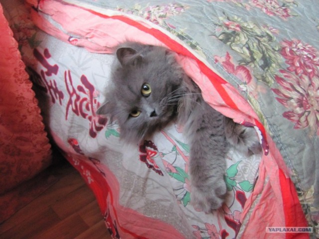 Котовторник на 2 ноября