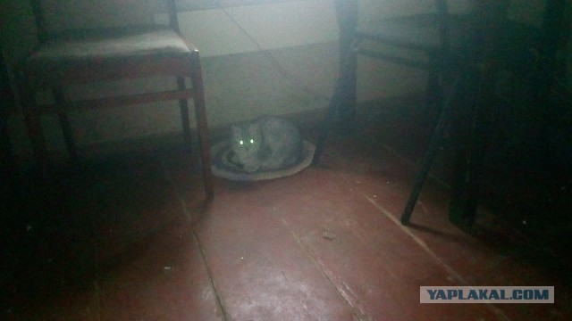 Котовторник 27.11.2018