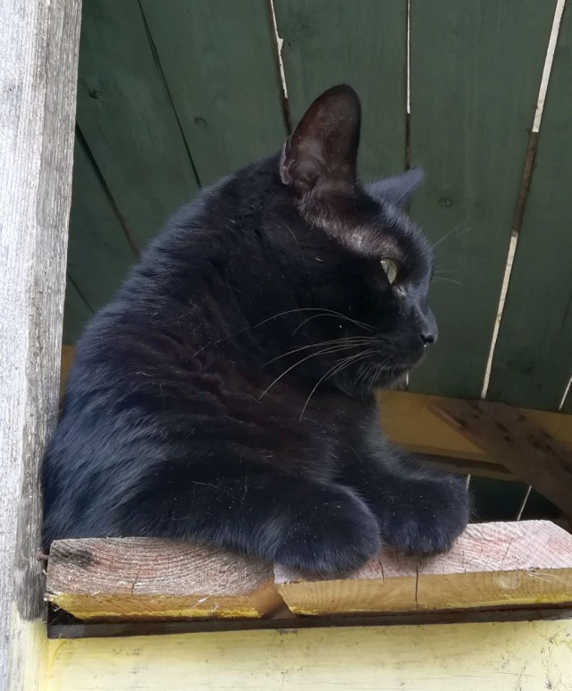 Мой кот