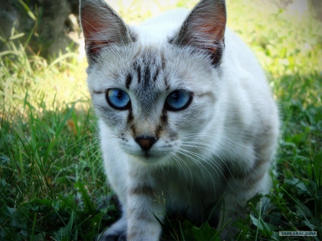 Котовторник! 13.03.2012