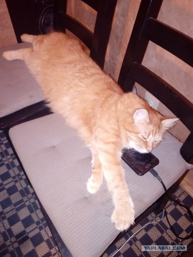 Еще одного кота пост..