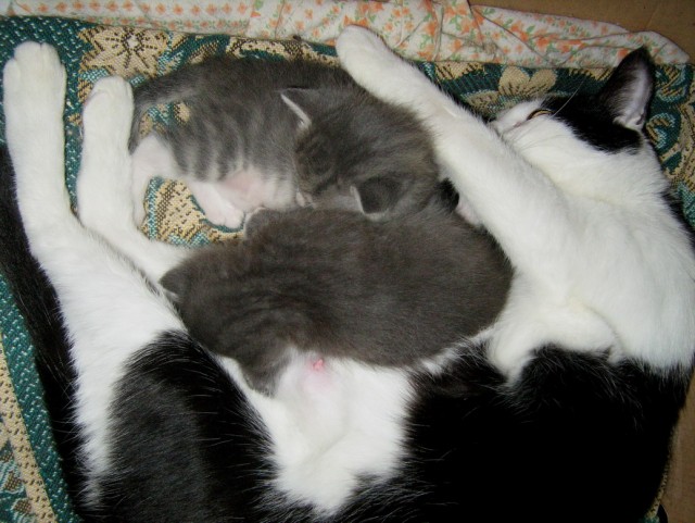 Котовторник 10.04.2012