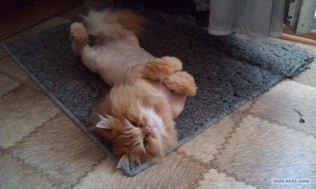 Котовторник 1 мая 2012