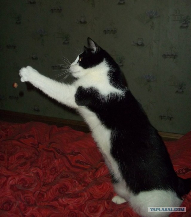 Котовторник 22.05.2012