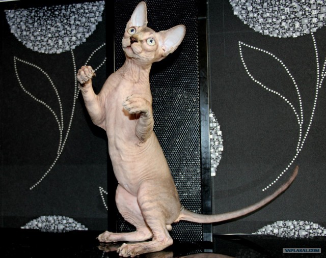 Котовторник на 26.06.12