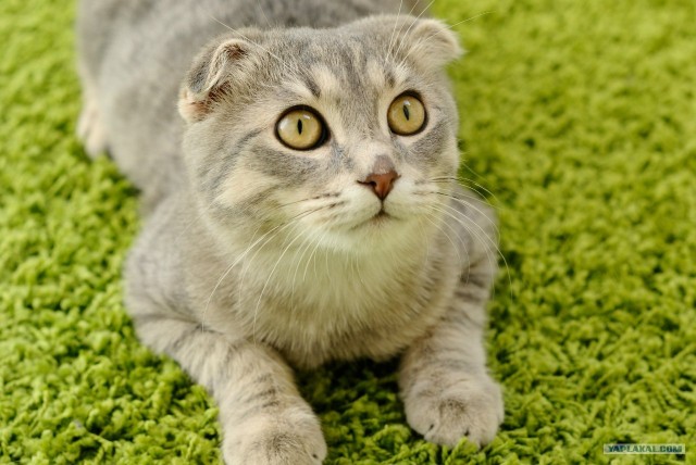 Котовторник 24.07.2012