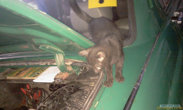 Котовторник 12.02.13