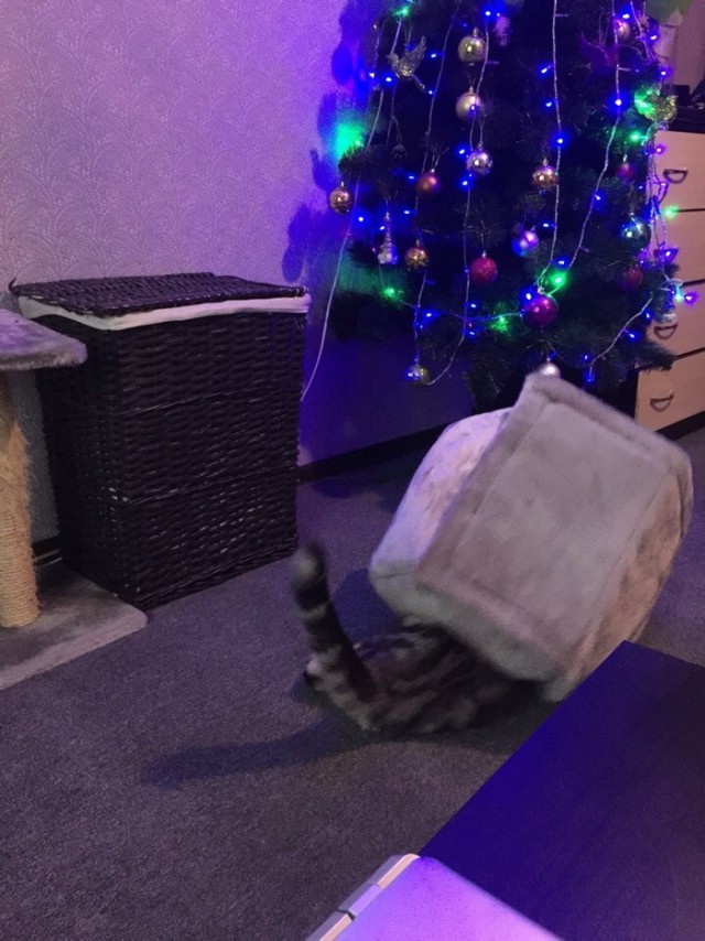 Прикольных котов пост