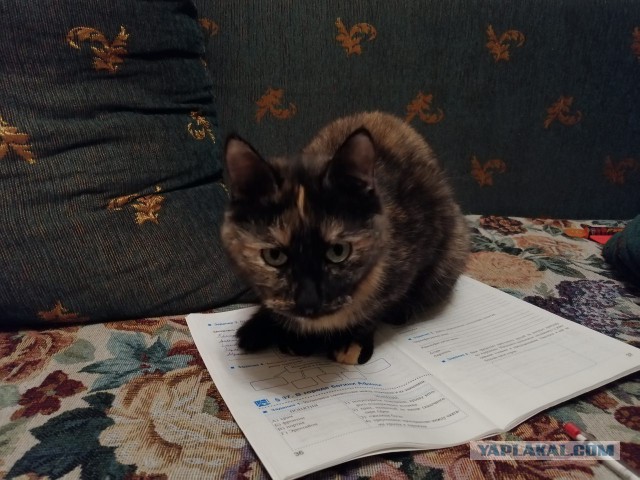 05.03.19 Котовторник же