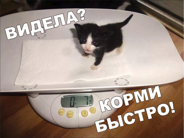 Забавные фото котеек